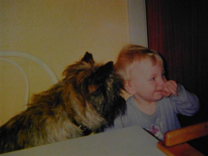 Cairn terrier Kastrup's Omarimo *RIP* billede 4