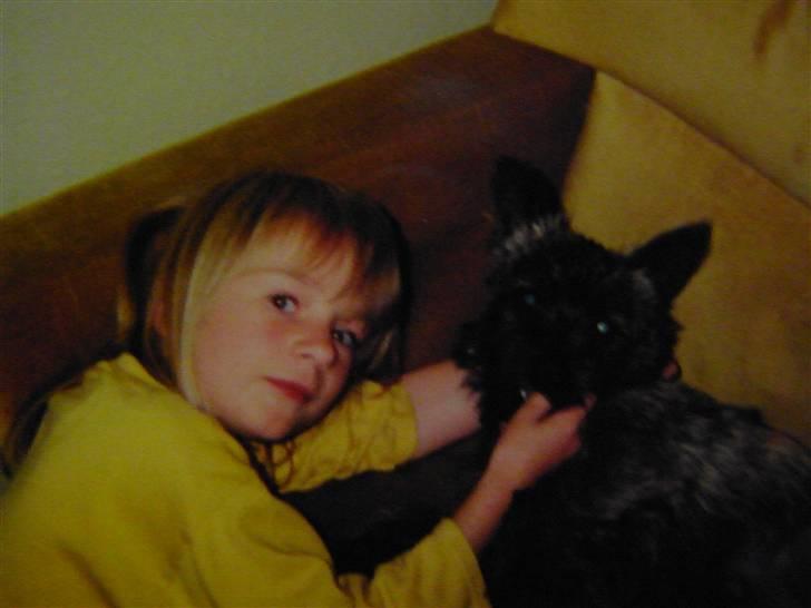 Cairn terrier Kastrup's Omarimo *RIP* billede 5