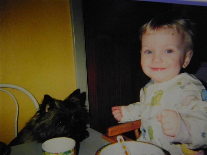 Cairn terrier Kastrup's Omarimo *RIP* billede 6