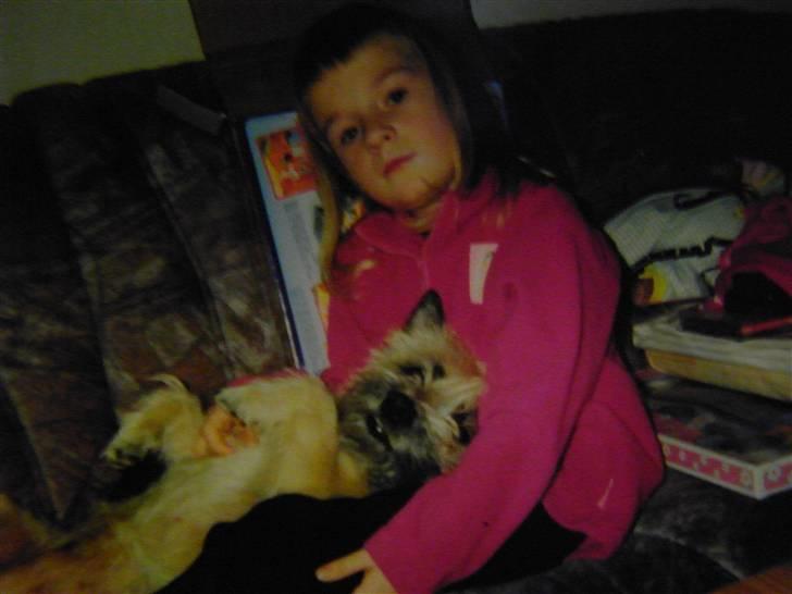 Cairn terrier O´SHIP´s OMAMORI* ~RIP~ - Jule hygge.. :D billede 4