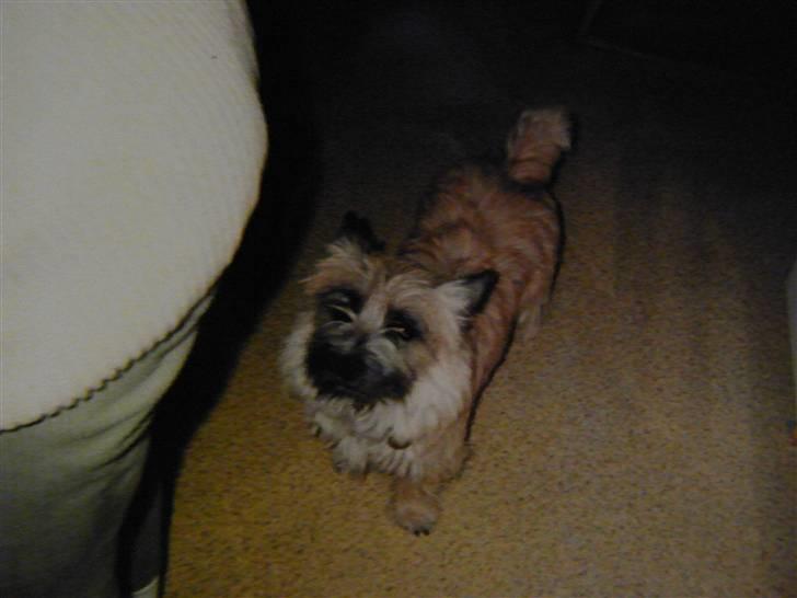 Cairn terrier O´SHIP´s OMAMORI* ~RIP~ billede 5