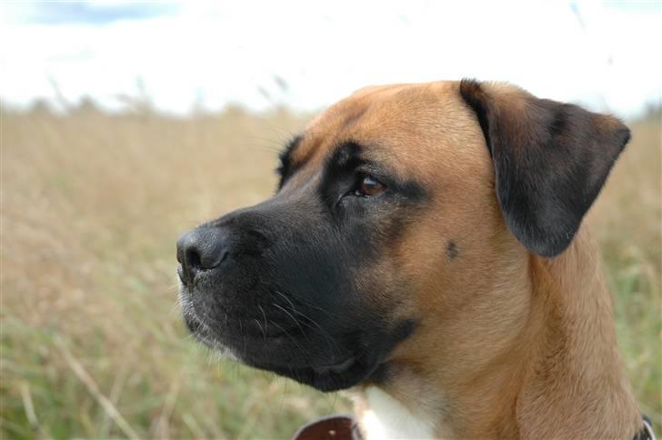 Blanding af racer Akila billede 1