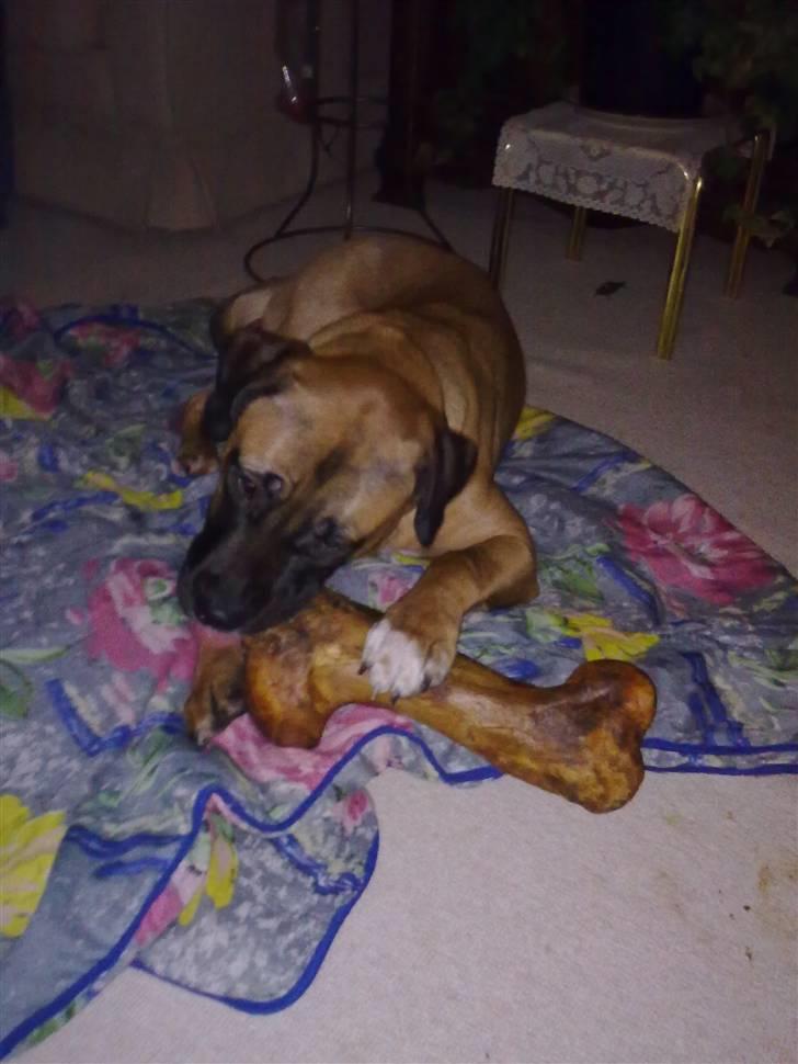 Blanding af racer Akila - Hendes første nytårsaften. Og hun skulle ha noget andet at tænke på. Det virkede! billede 2