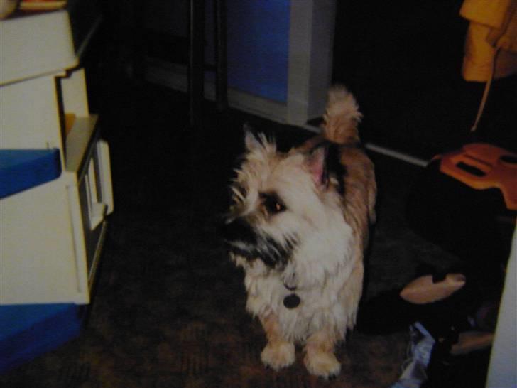 Cairn terrier O´SHIP´s OMAMORI* ~RIP~ billede 6