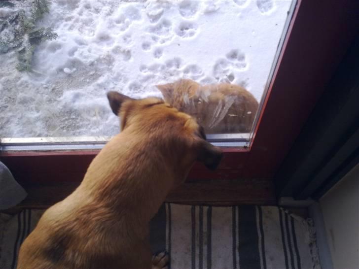 Blanding af racer Akila - Naboen´s kat er man bare SÅ gode venner med! billede 3