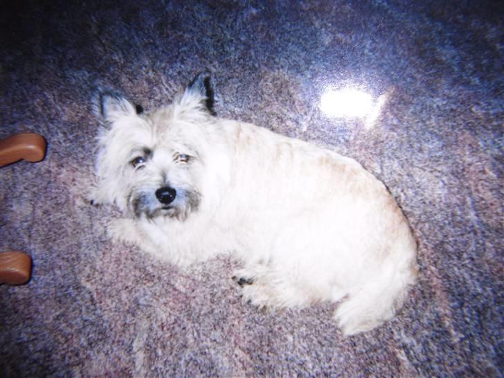 Cairn terrier O´SHIP´s OMAMORI* ~RIP~ billede 7