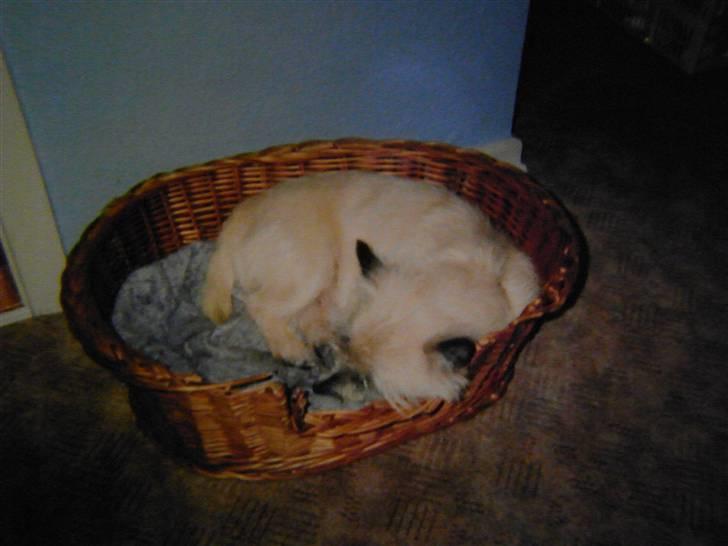 Cairn terrier O´SHIP´s OMAMORI* ~RIP~ - Han var så sød når han lå i hans kurv og sov.. :´D billede 8