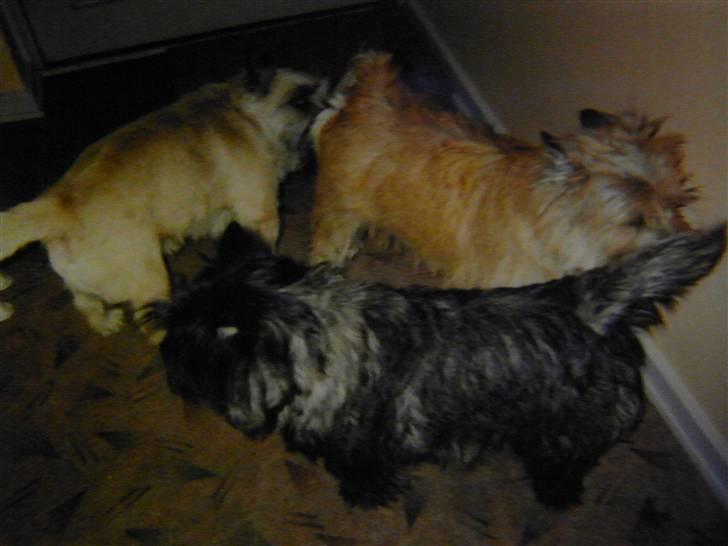 Cairn terrier O´SHIP´s OMAMORI* ~RIP~ - Filur med dame besøg.. Kan ikke huske hvad de hed billede 9