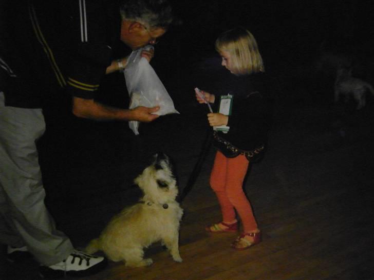 Cairn terrier O´SHIP´s OMAMORI* ~RIP~ - Udstilling billede 12