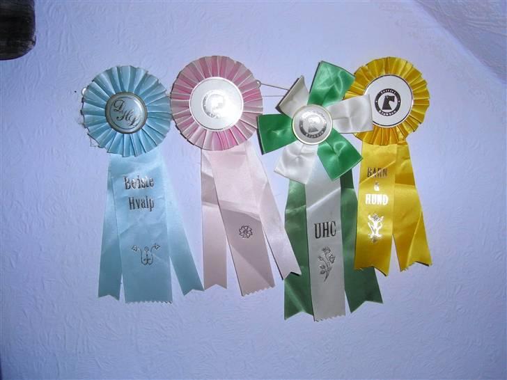 Cairn terrier O´SHIP´s OMAMORI* ~RIP~ - Hans rosetter.. Fra venstre, Bedste Hvalp, Barn & Hund, UCH, Barn & Hund billede 15