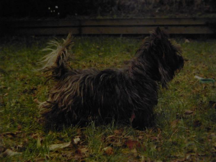 Cairn terrier Kastrup Jaki Lobelia Johleen *RIP* - Meget opmærksom.. :) billede 1