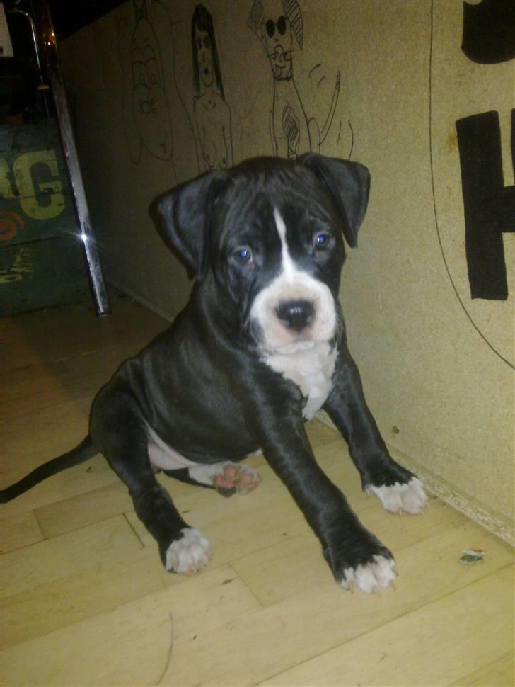 Amerikansk staffordshire terrier Homer - Er han ikke bare kær ? <3 billede 1