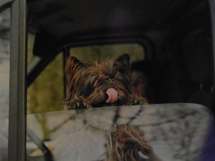 Cairn terrier Kastrup Jaki Lobelia Johleen *RIP* - Mega genialt billed.. :D billede 2