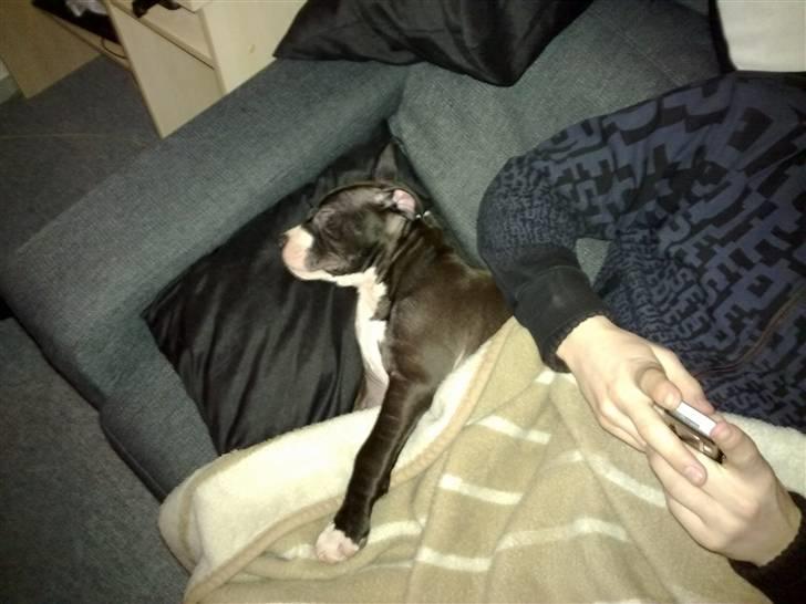 Amerikansk staffordshire terrier Homer - Der ligger han skam godt hos onklen :P billede 2