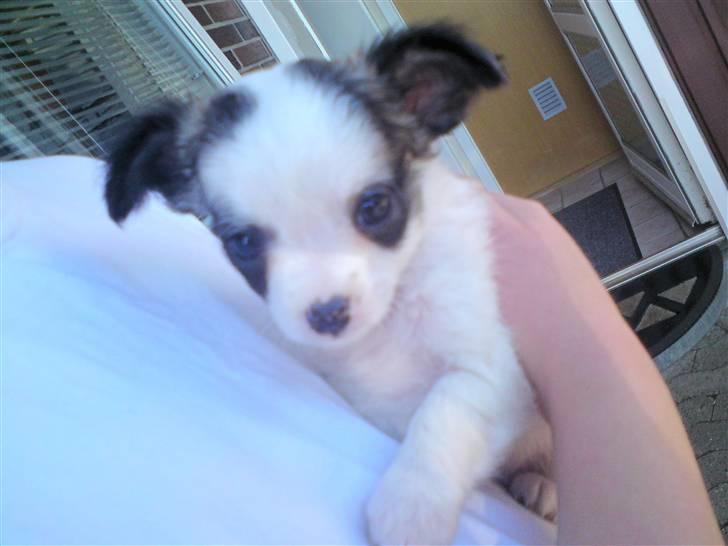 Chihuahua Pops billede 10