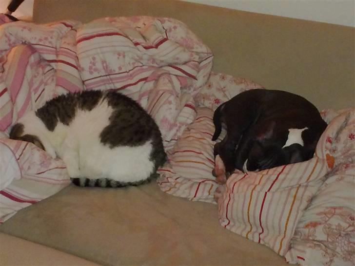 Amerikansk staffordshire terrier Homer - Så gik de omkuld :)  billede 3