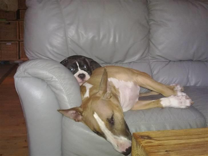 Amerikansk staffordshire terrier Homer - Hyggetid med kærestens bull terrier atia. billede 4