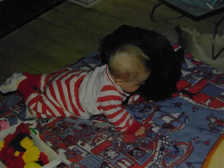 Cairn terrier Kastrup Jaki Lobelia Johleen *RIP* - Jaki og mig som lille billede 3