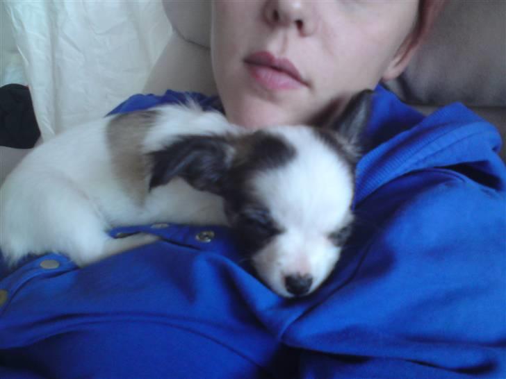 Chihuahua Pops billede 11