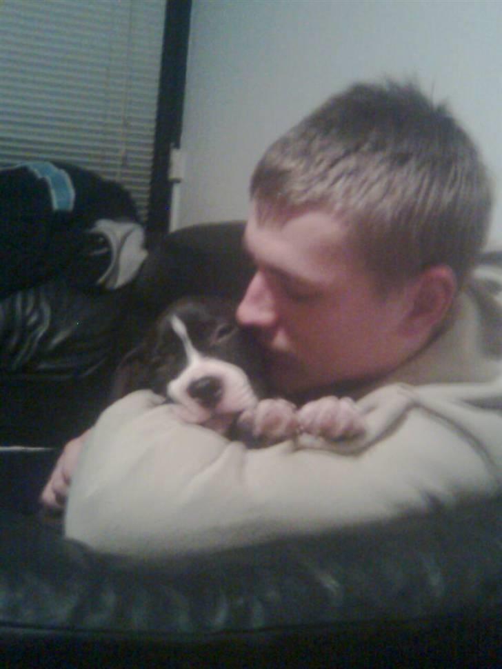 Amerikansk staffordshire terrier Homer - Kæresten og min lille dreng <3 billede 5