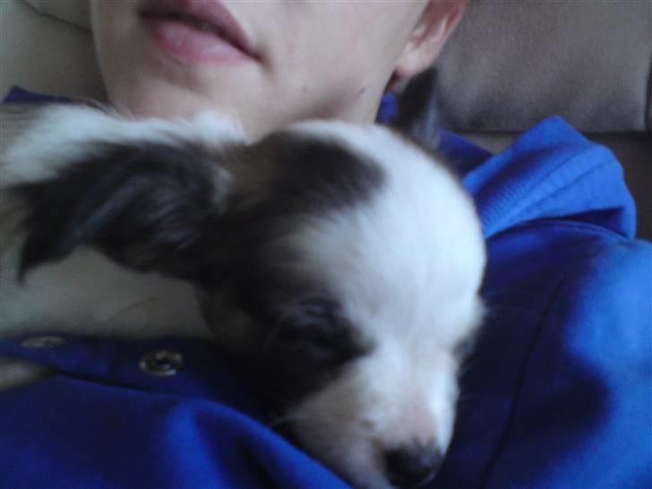 Chihuahua Pops billede 12