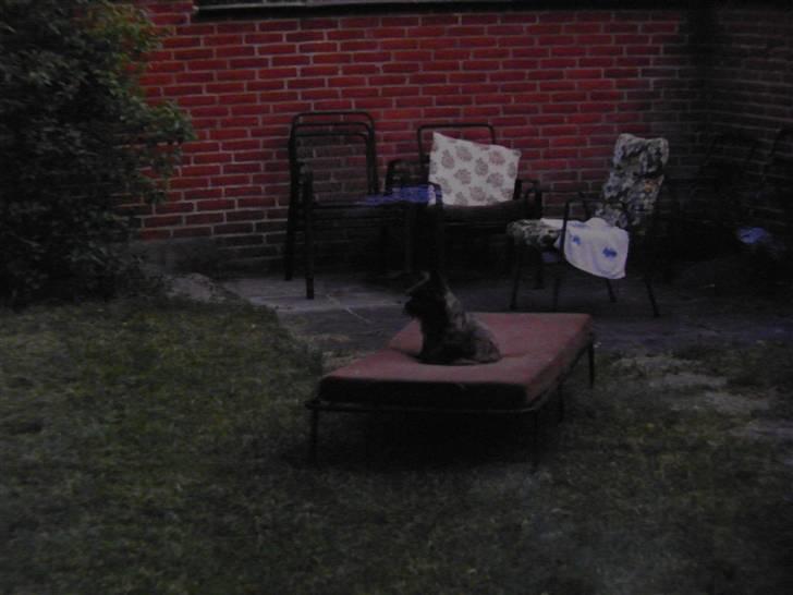 Cairn terrier Kastrup Jaki Lobelia Johleen *RIP* billede 4