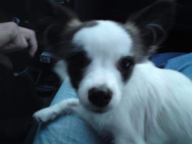 Chihuahua Pops billede 13