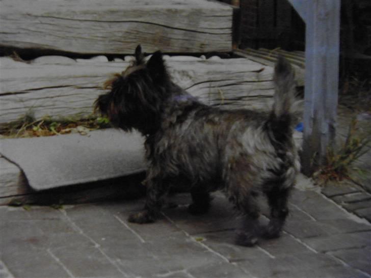 Cairn terrier Kastrup Jaki Lobelia Johleen *RIP* billede 5