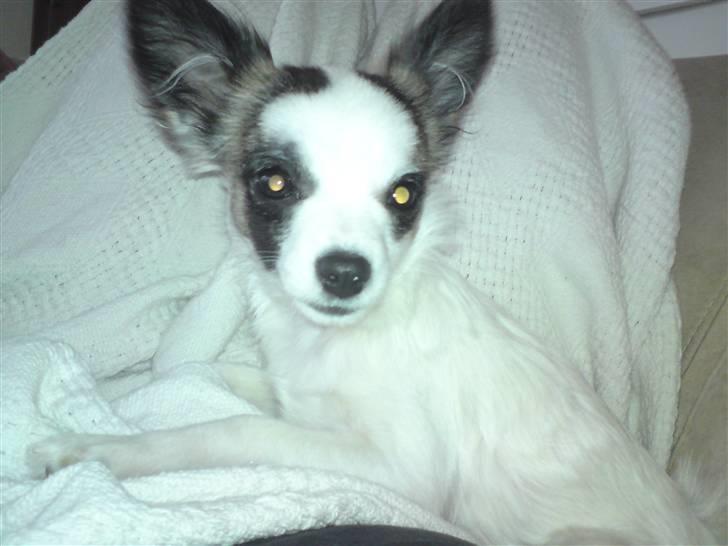 Chihuahua Pops billede 14