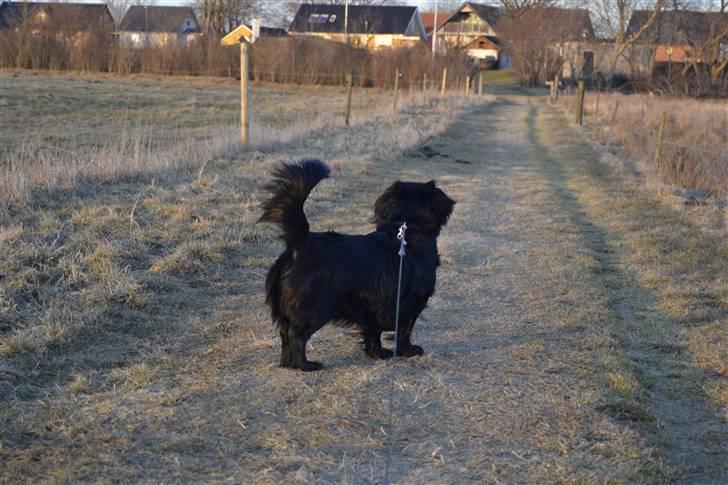 Blanding af racer merlin - "kom nu jeg vil hjem"foto:MND-PHOTO(mig) billede 17