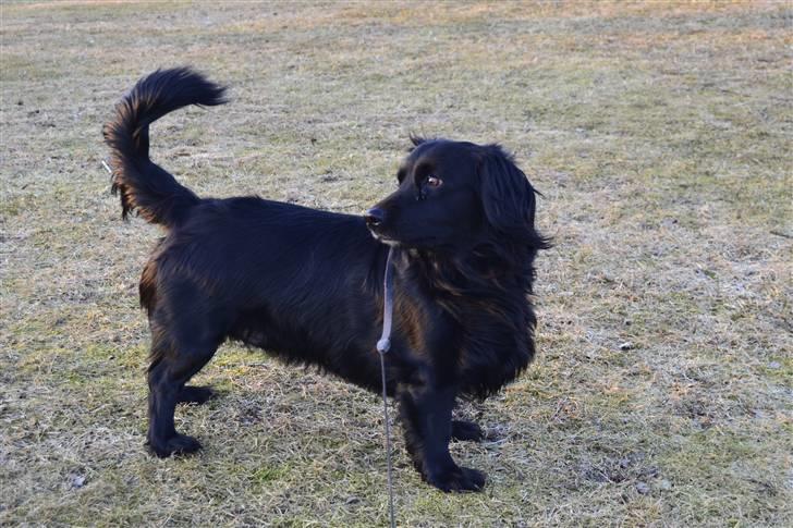 Blanding af racer merlin - hud du betyder fanme alt foto:MND-PHOTO(mig) billede 18