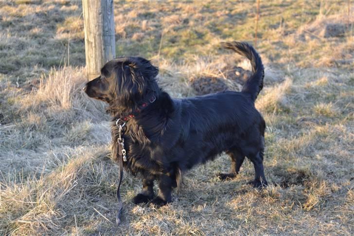 Blanding af racer merlin - viind i håret;Dfoto:MND-PHOTO(mig) billede 19