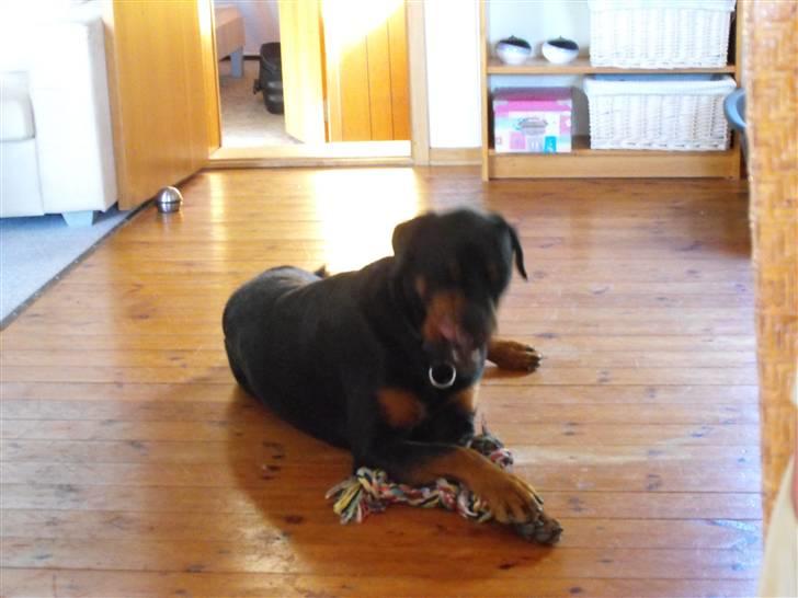 Rottweiler shriz billede 12