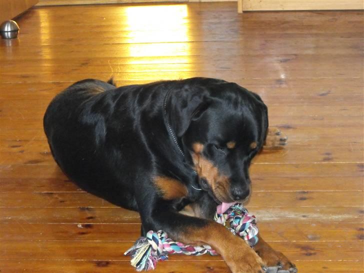 Rottweiler shriz billede 13