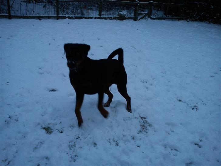 Rottweiler shriz billede 14