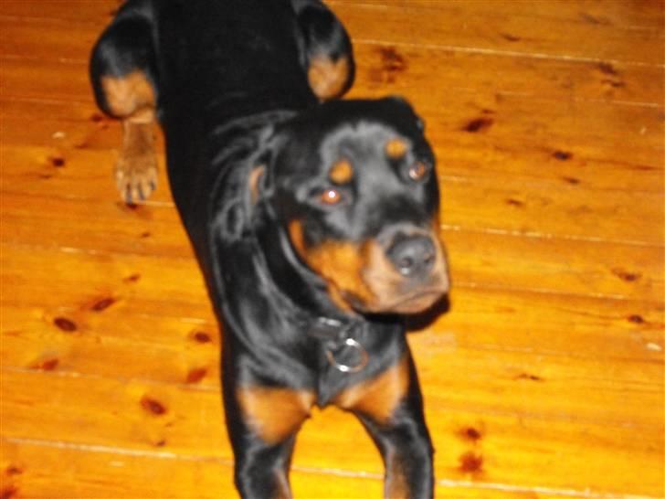 Rottweiler shriz billede 15