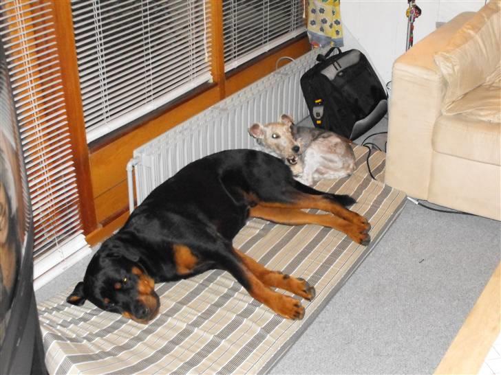 Rottweiler shriz billede 16
