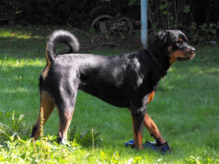 Rottweiler shriz billede 17