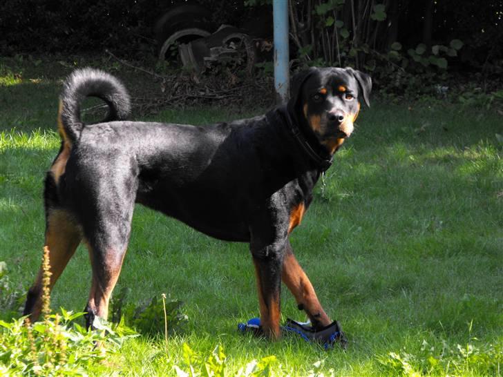Rottweiler shriz billede 18