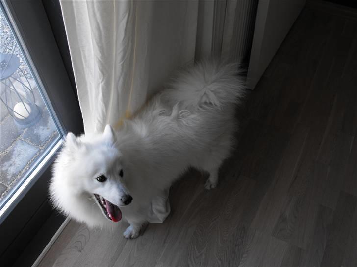 Japansk spids bamse billede 8