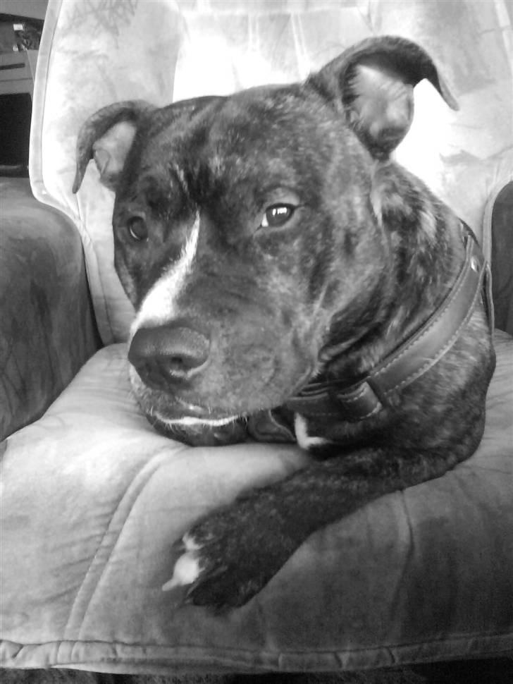 Staffordshire bull terrier Alpha R.I.P. billede 1