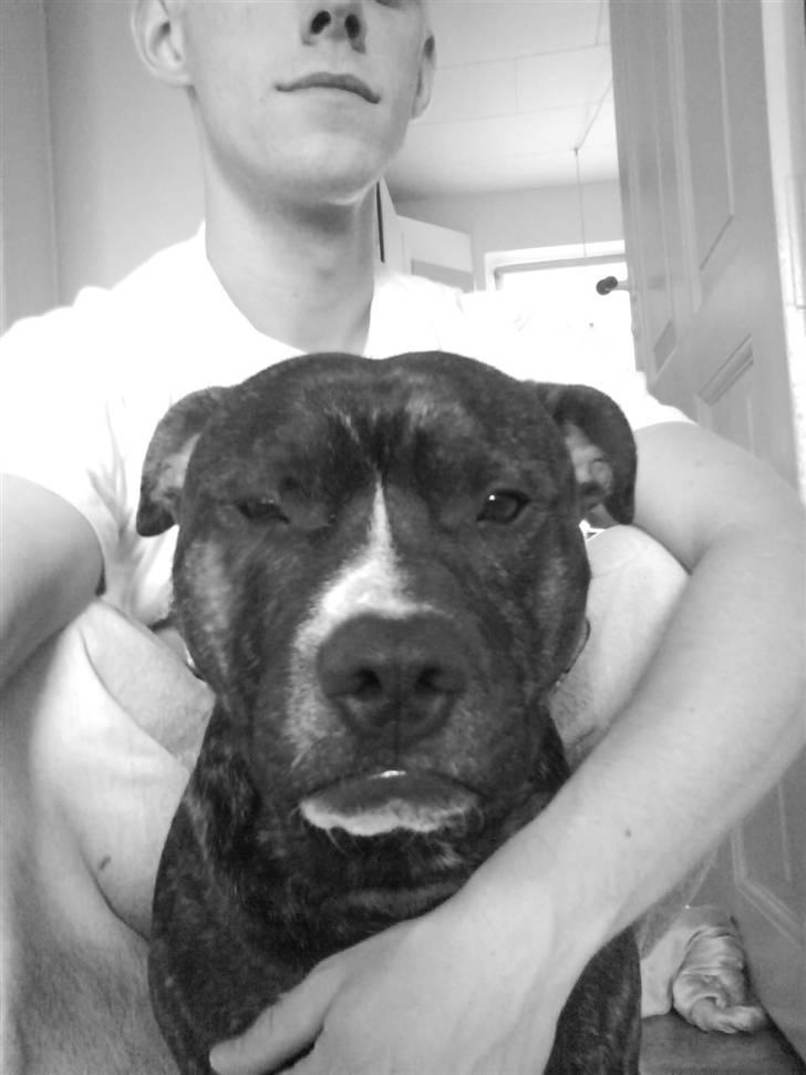 Staffordshire bull terrier Alpha R.I.P. - Alpha og mig billede 2