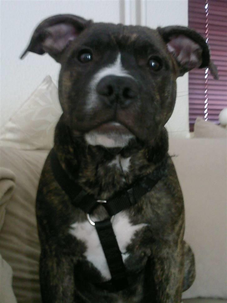 Staffordshire bull terrier Alpha R.I.P. billede 3