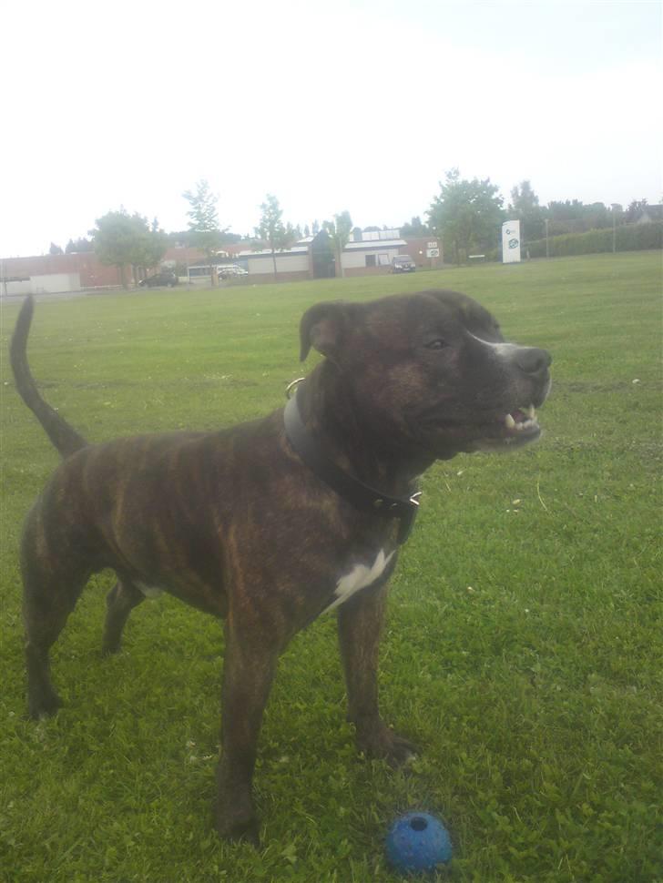 Staffordshire bull terrier Alpha R.I.P. billede 4