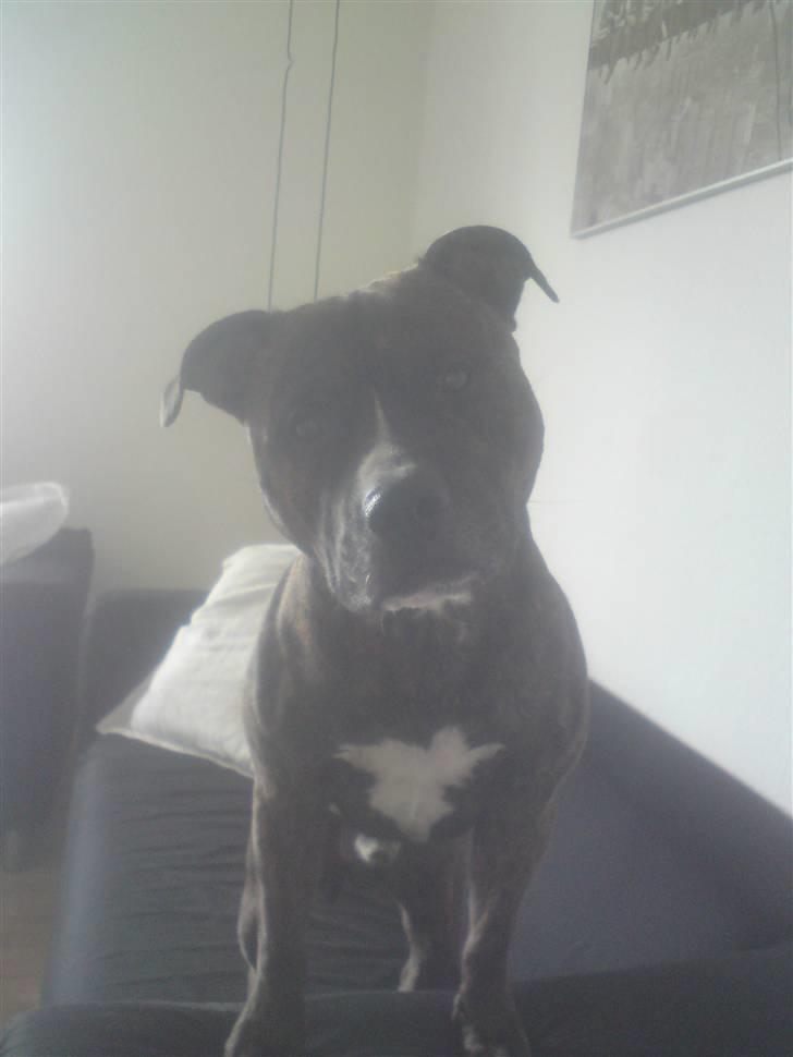 Staffordshire bull terrier Alpha R.I.P. billede 5