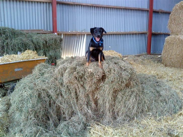 Blanding af racer max / maxi - hygge på arbejdet billede 3