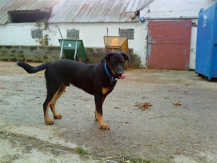 Blanding af racer max / maxi - se hvor stor jeg er 5 mdr gammel billede 2