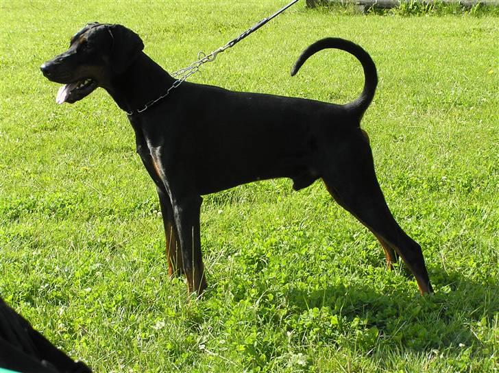 Dobermann Raphael's Grieg (Zaki) - Man kan ALTID stå pænt når der er damer på banen :) billede 1