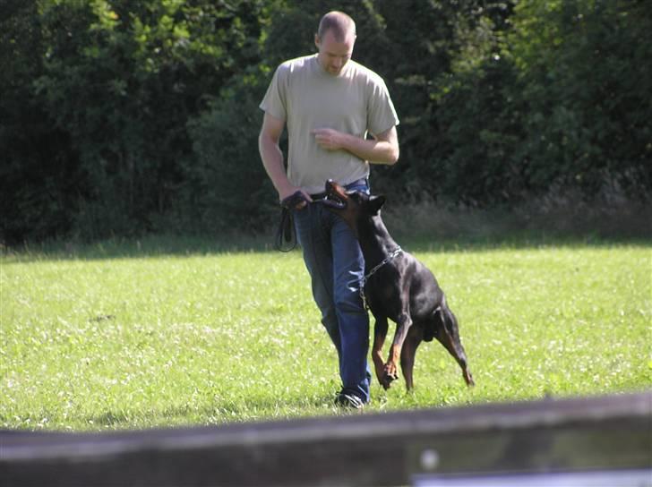 Dobermann Raphael's Grieg (Zaki) - Elsker at arbejde... billede 2