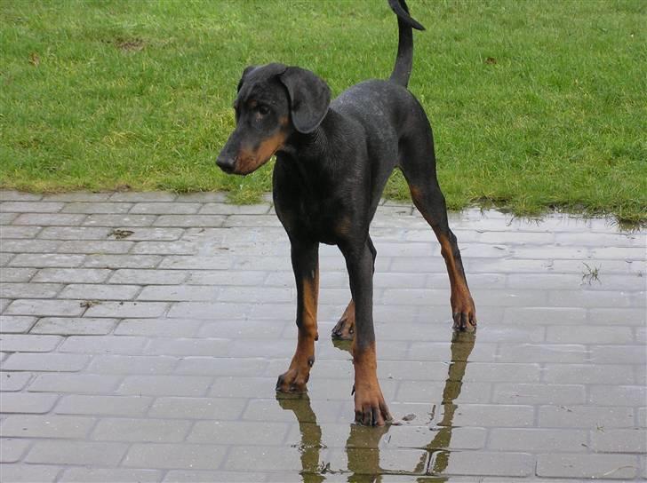 Dobermann Raphael's Grieg (Zaki) - Selv da man var yngre, var der ikke noget bedre end vand. billede 3